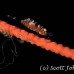 shrimp_coral_wire_res_kb_h_0273_png0944.jpg